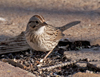 Lincolns Sparrow